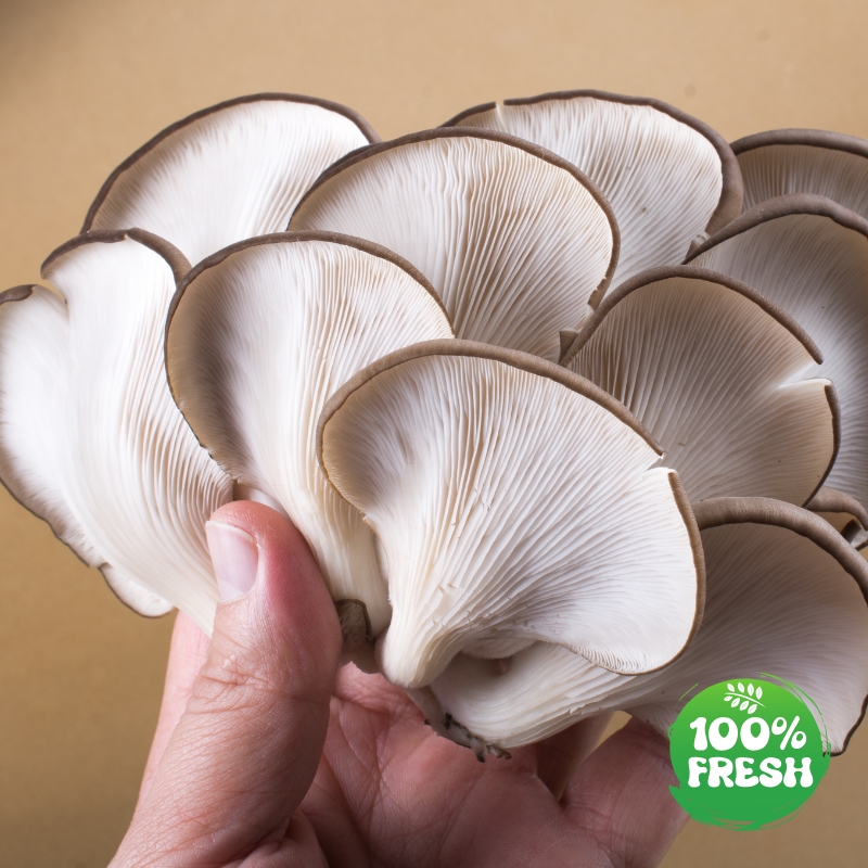 Fresh Oyster Mushroom by Prakruti Essence